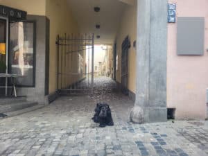 A dog sitting in front of gates in Zurich, Switzerland
